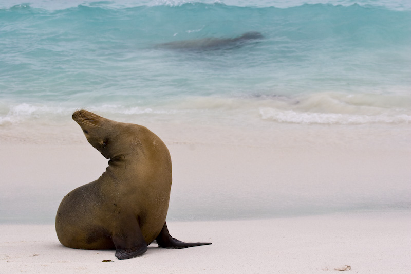 Galápagos Sealion